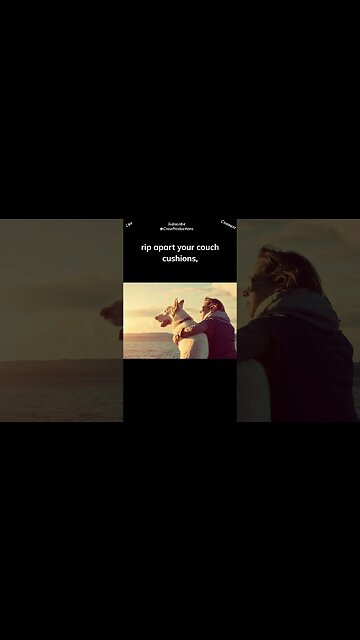 Dogs are man's best friend