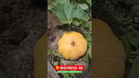 plantação na horta, abóbora, cana, pé de café, pé de goiaba #shorts #roça #agro #plantação #horta