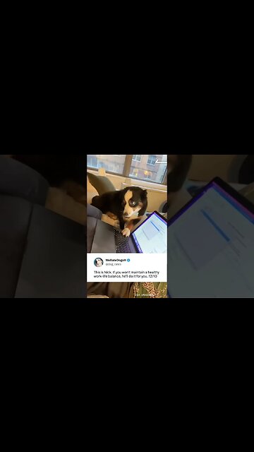 Dogs Love Healthy Work-Life Balance
