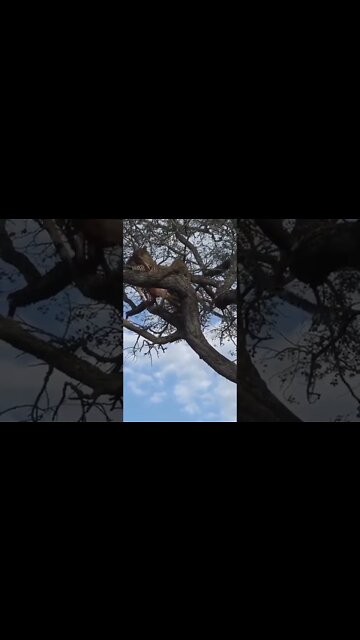 What A Catch! Leopard Saves A Falling Meal #shorts