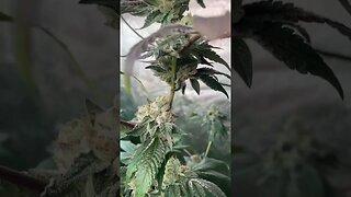 Forumz At Day 52 | 11 Days From Harvest | Robinhood seeds #shorts