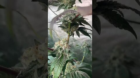 Forumz At Day 52 | 11 Days From Harvest | Robinhood seeds #shorts