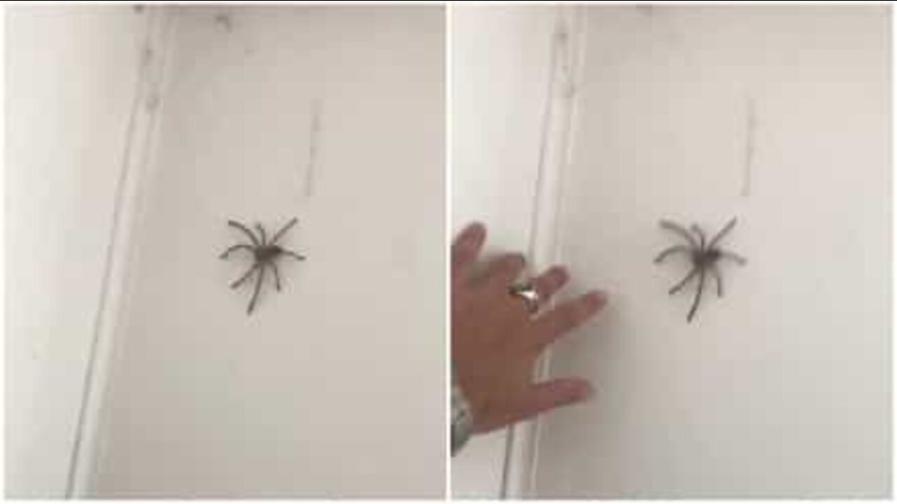 Smarty-pants trying to play with spider gets the fright of his life