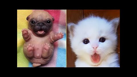 Cutest Funny Cats and Dogs Compilation #7