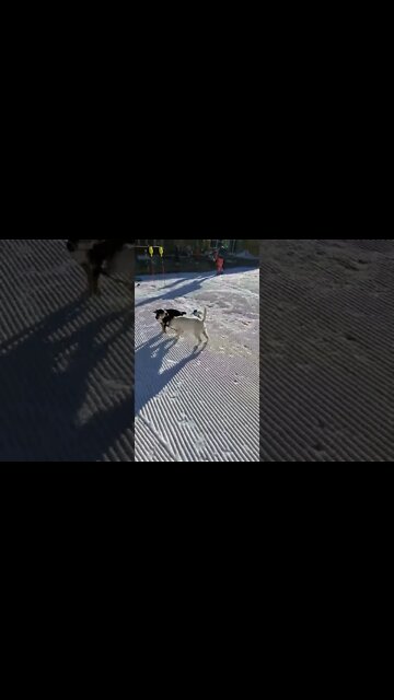 Ares Jack Russell and Rocky Swiss mountain 3month