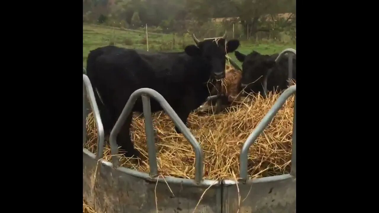 Poppy and the hay ring