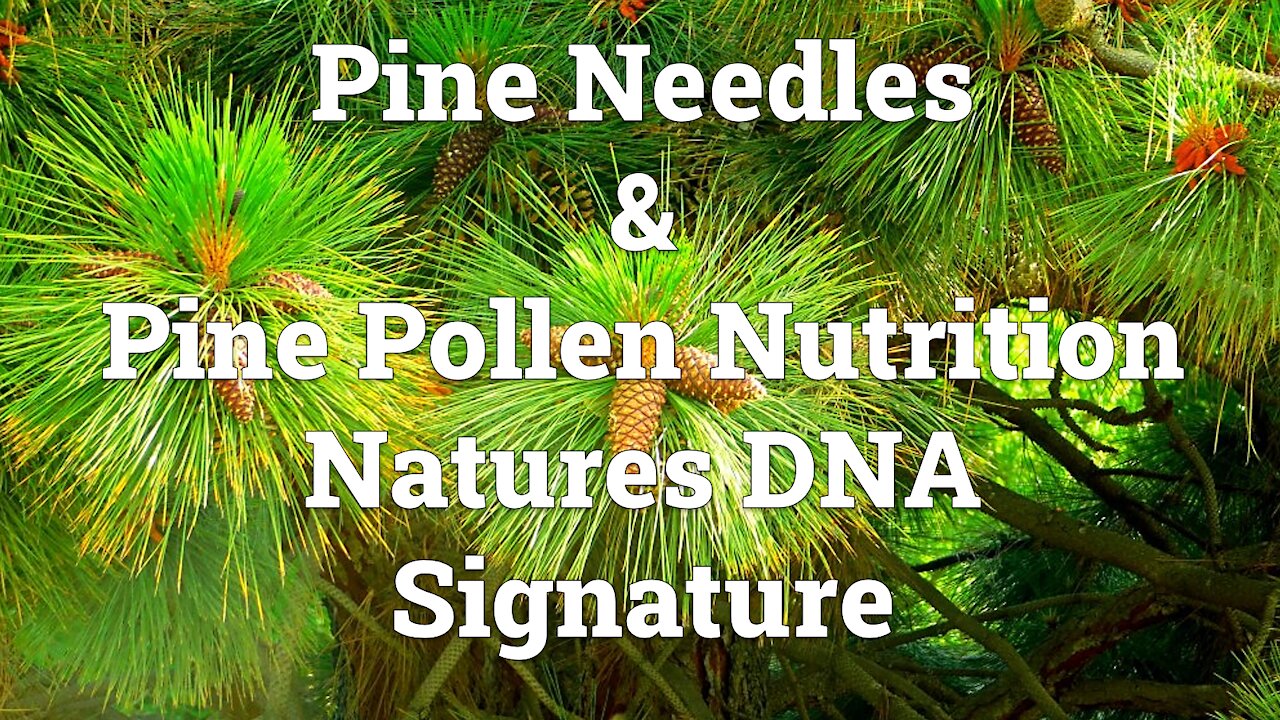 Platinumvk Nutritional Fern Plants