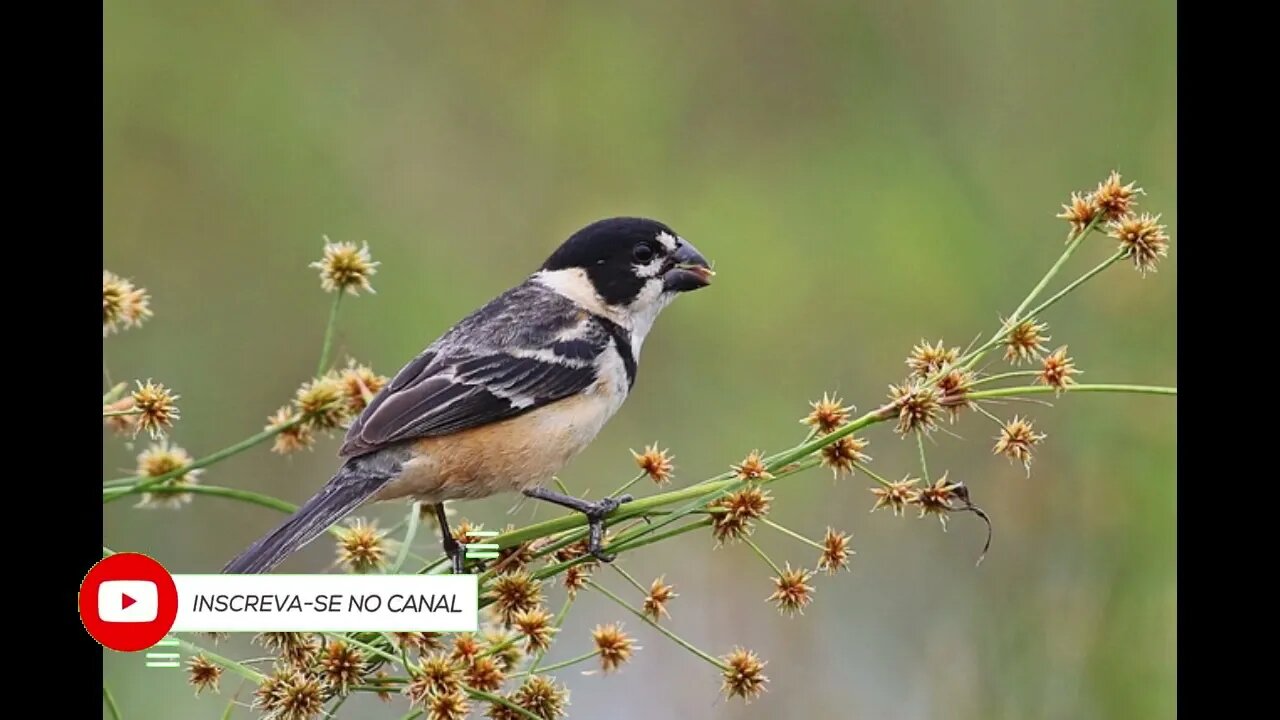 canto coleiro do brejo tui tui rapido