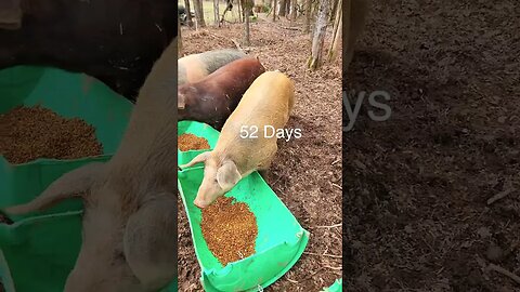 Countdown to Piglets!