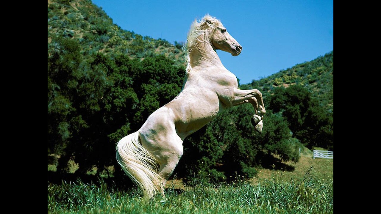 For Animal Lovers.