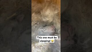 These baby bunnies JUMP around #animals #shorts