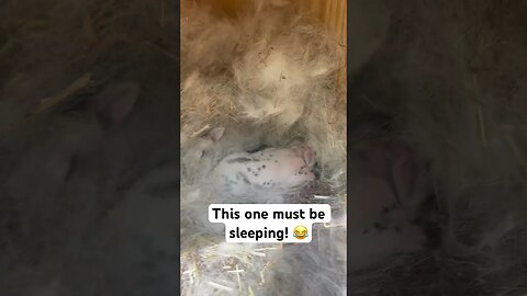 These baby bunnies JUMP around #animals #shorts