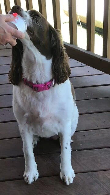 Dixie Eating Doggie Ice cream