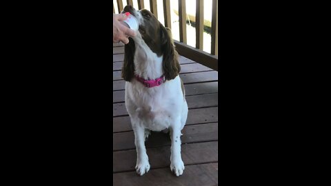 Dixie Eating Doggie Ice cream