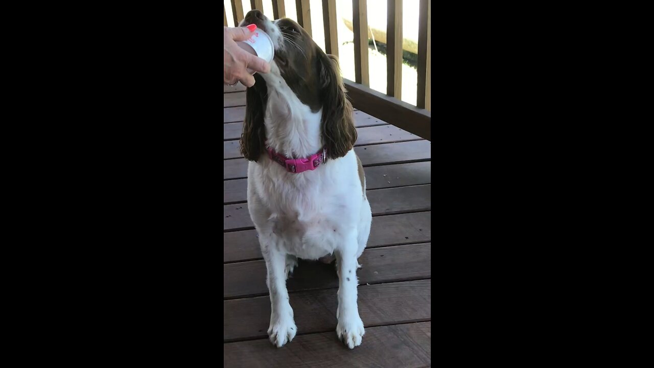 Dixie Eating Doggie Ice cream