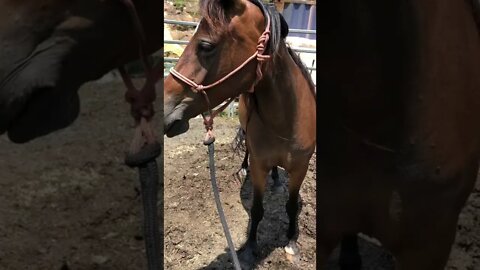 Update on Ava the brumby. Catching, haltering and relaxing