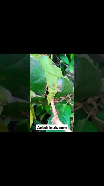wever ants nest destroyed #ants #pet #antkeeping #wildlife #destruction
