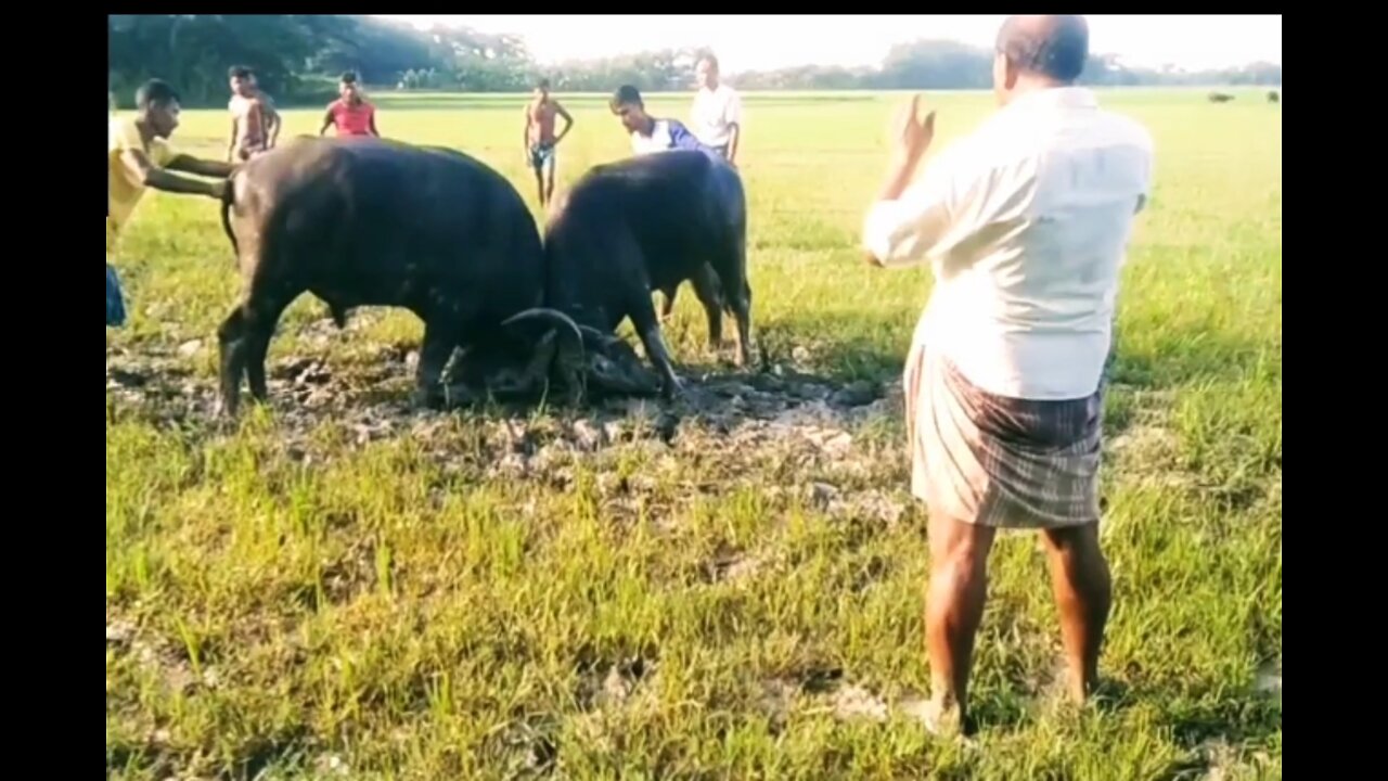 Buffalo fight is one of the most popular games in the world, everyone will enjoy it thanks