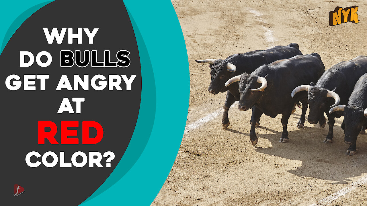 Why do bulls charge at red color?