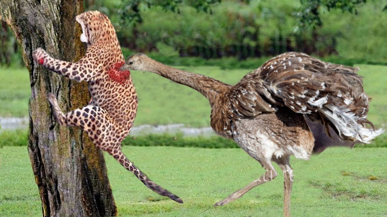 OMG! Angry Mother Ostrich Rushed To Attack Leopard Scared Climbing Tree Escape To Protect Her Baby