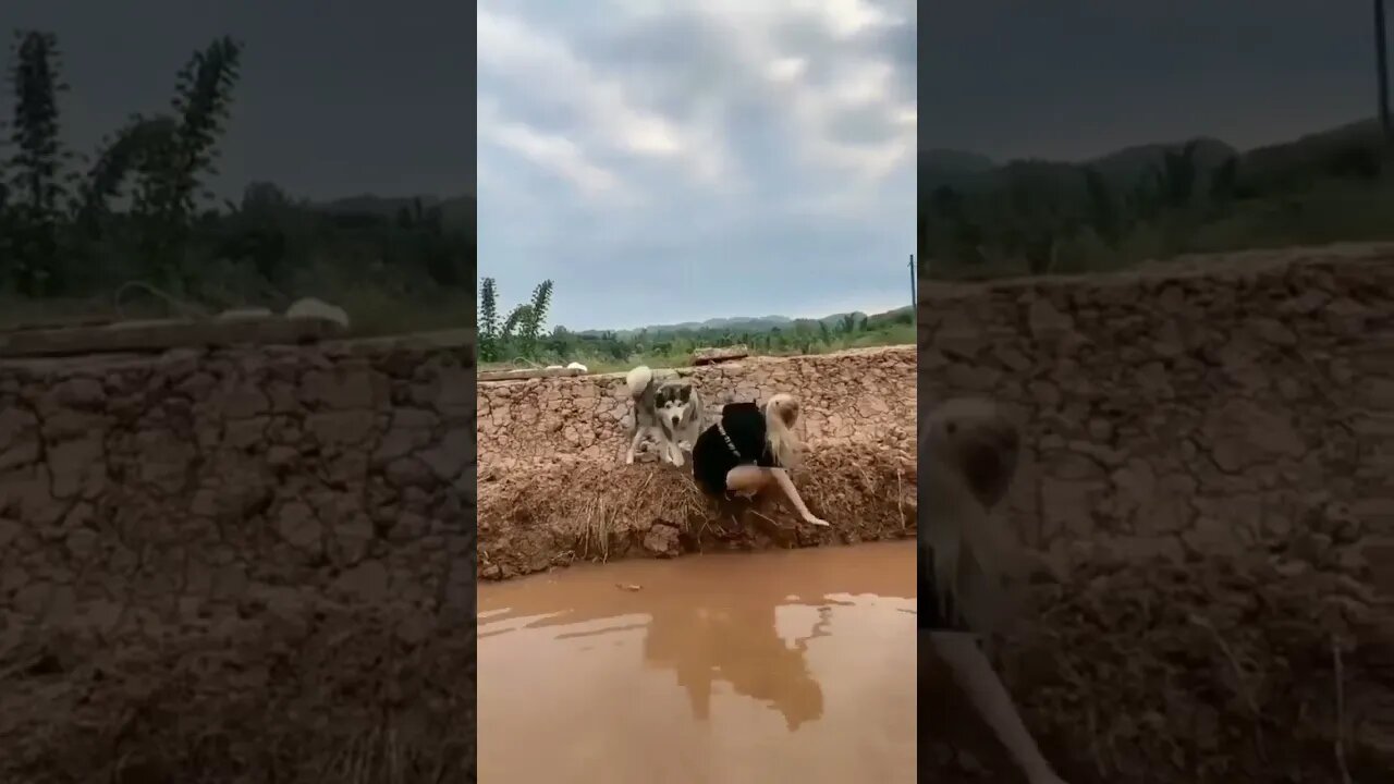 swimming #dog #pet #funny