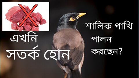 What are the advantages and disadvantages of birds? Be careful now if you are raising birds