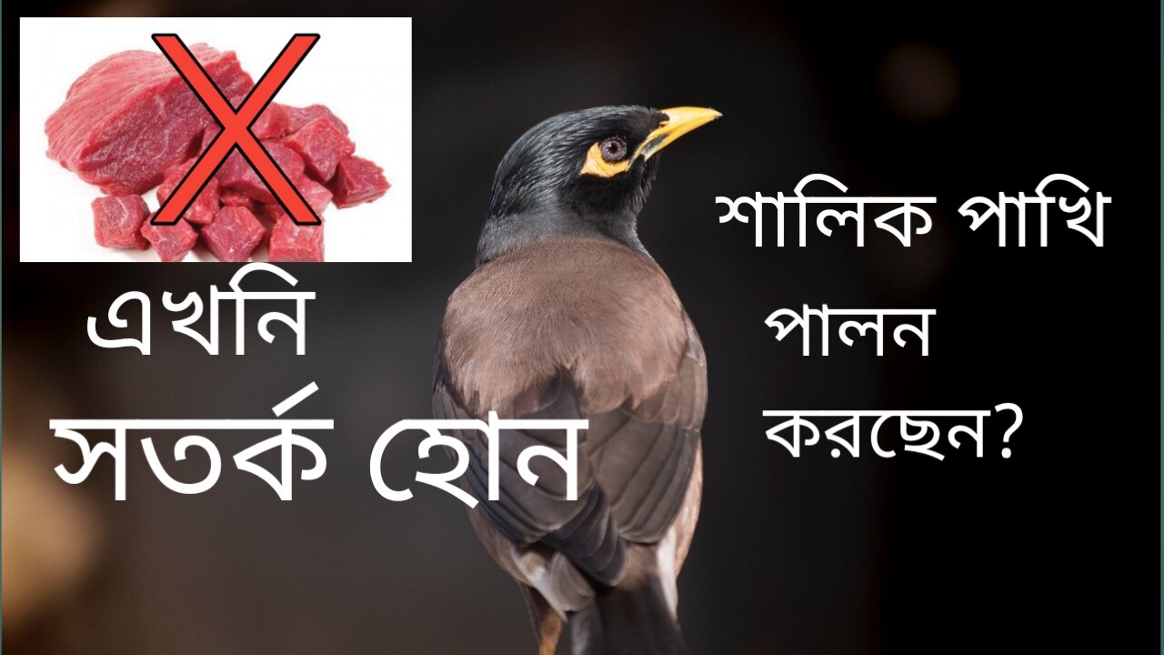 What are the advantages and disadvantages of birds? Be careful now if you are raising birds