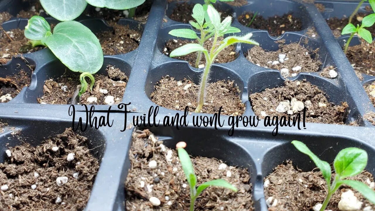 What I will & Won't Grow again #5mustsandneveragains @Wicked Awesome Gardening