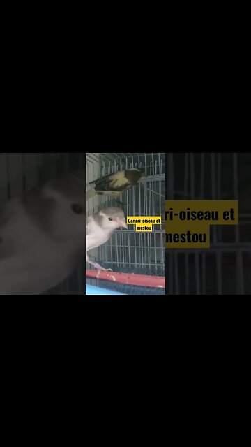 Canari-oiseau et mistou