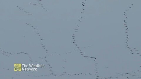 Unending flock of geese criss-cross the sky