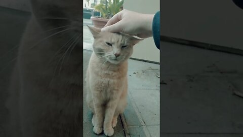 Ginger Cat Likes To Be Petted
