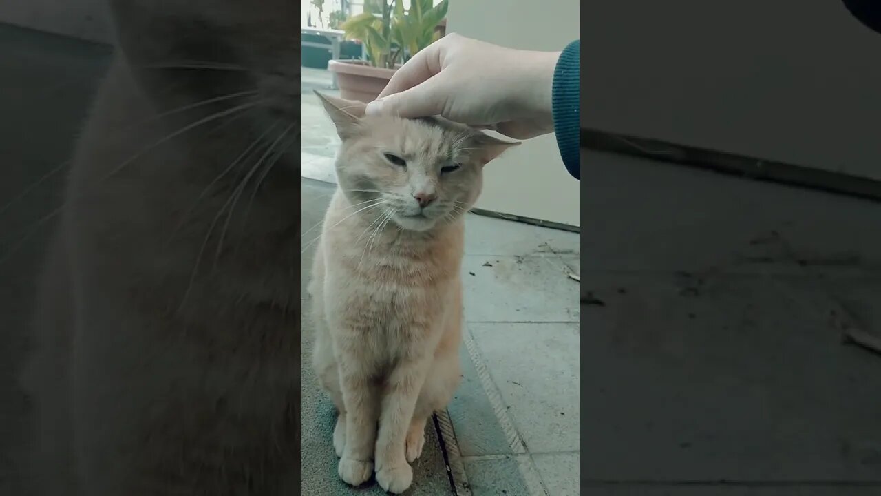 Ginger Cat Likes To Be Petted