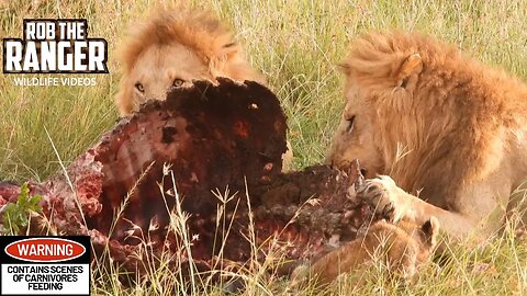 Lions Feast On a Buffalo | Maasai Mara Safari | Zebra Plains