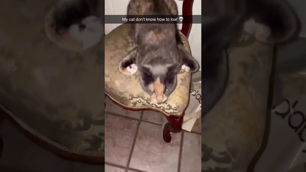 Cute Funny Cat - 86 #shorts #funny #animals
