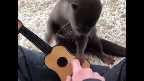 what a musician #funnyshorts #funnyanimals #musician