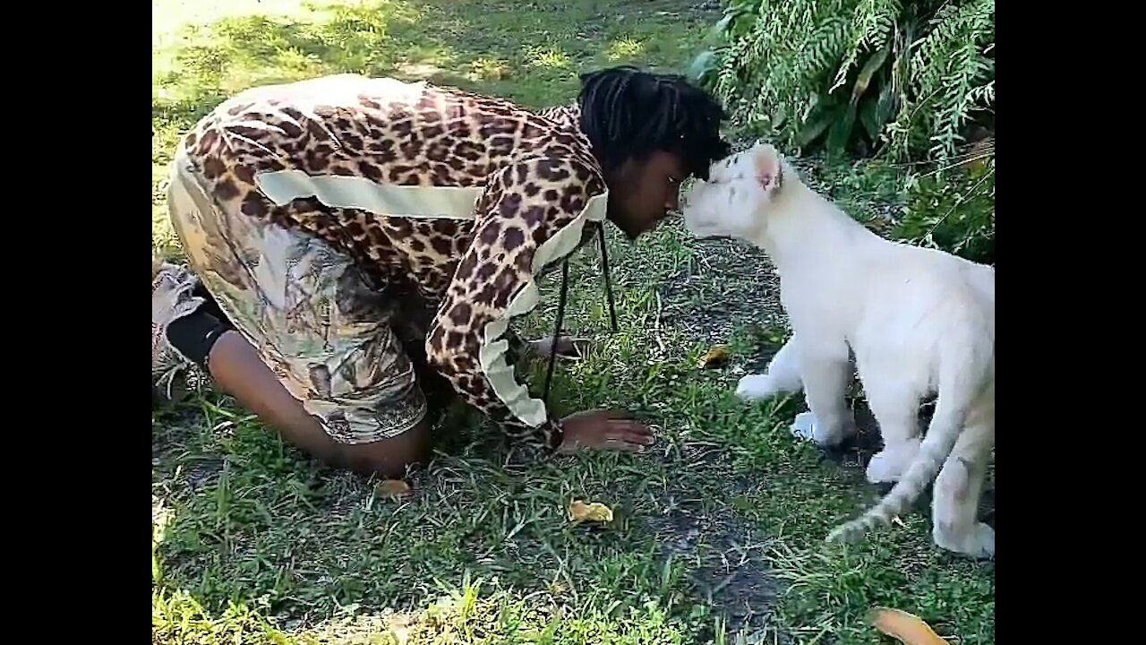 White tiger scenes in park