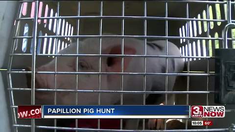 Papillion pig hunt: Community tracks lost pet