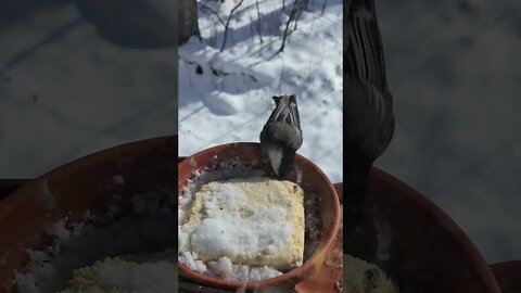 Bird Eating Something