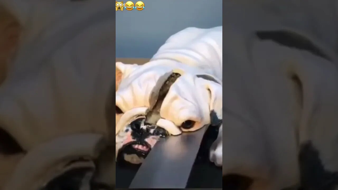 Wait what!🙀😹😹#funnyanimals #funnyshorts #funnydog