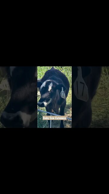 Baby Cow Cuteness #shorts