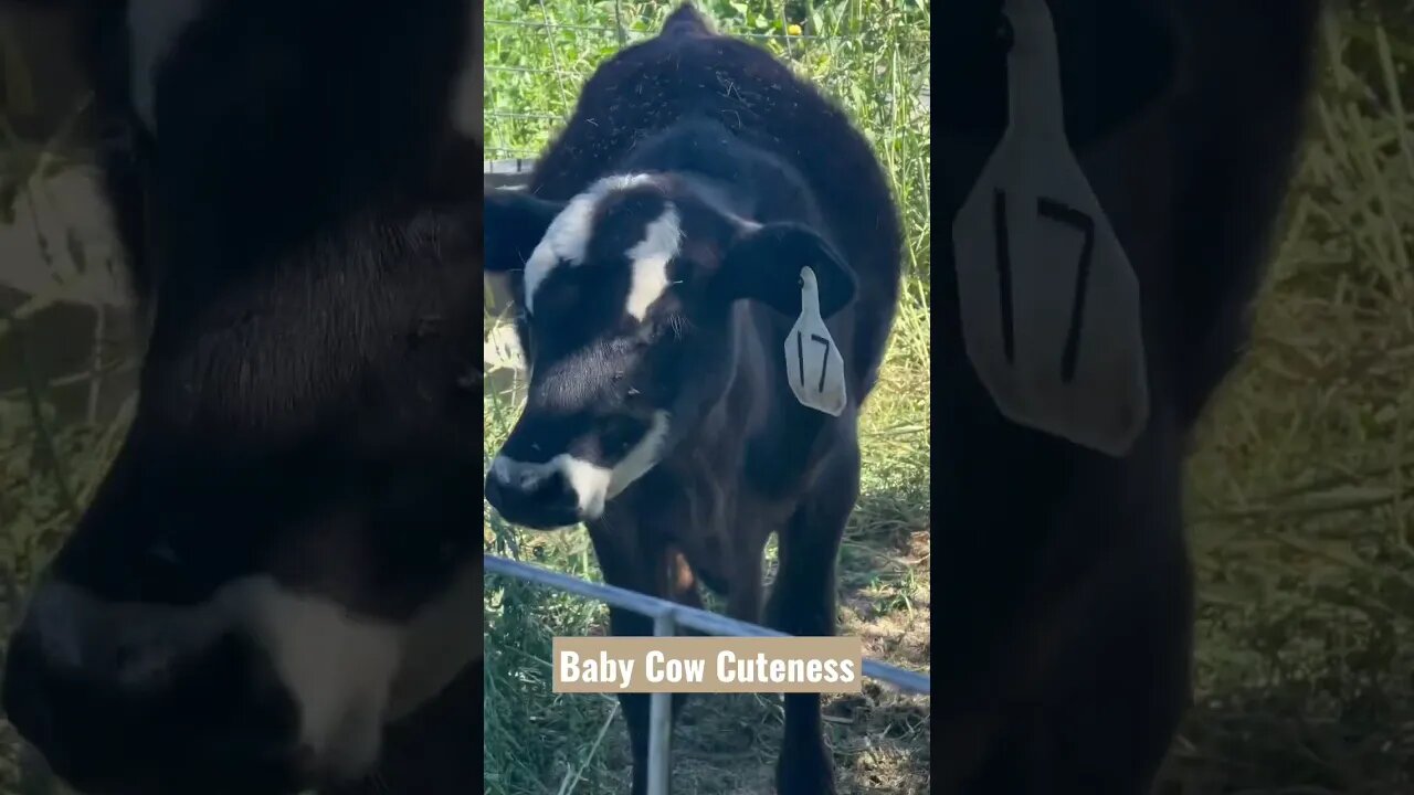 Baby Cow Cuteness #shorts