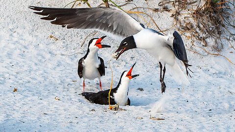 After People, Gulls Appear to be the Biggest Threat to Black Skimmers on Public Beaches