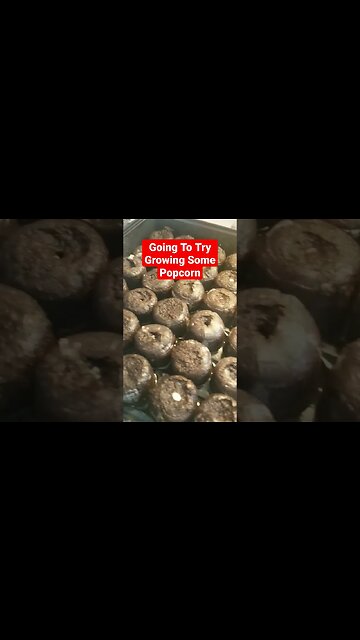 Going To Try Growing Some Popcorn In The Gamer Garden This Year #gardening #garden #diy