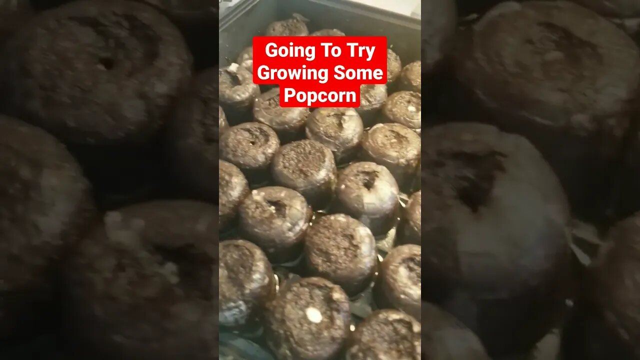 Going To Try Growing Some Popcorn In The Gamer Garden This Year #gardening #garden #diy