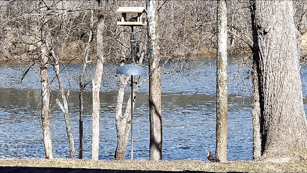 PETE AT THE FEEDER ON THE SUET BLOCK