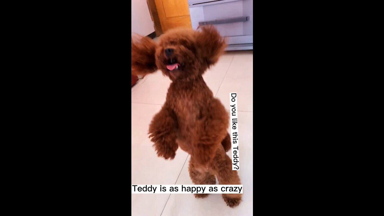 Teddy is as happy as crazy