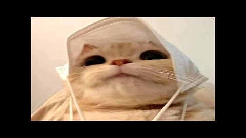 Funny Cats Compilation (Try Not To Laugh)