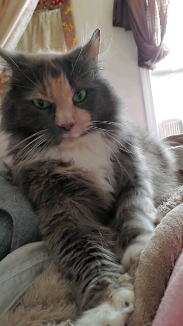 Happy, pretty kitty kneading on her Mom