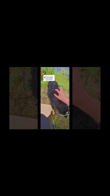 It kills me that people dump dogs and cats or any pets.