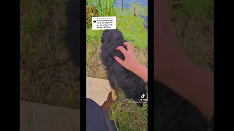 It kills me that people dump dogs and cats or any pets.